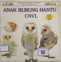 Image of ANAK BURUNG HANTU OWL