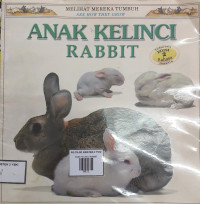 Image of ANAK KELINCI RABBIT