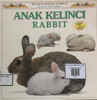 Image of ANAK KELINCI RABBIT