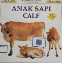 Image of ANAK SAPI CALF